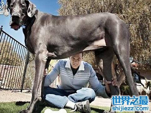 世界上最大的狗排名，直立起来一个个都是小巨人。 