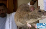 世界上最大的老鼠，体型大到都可以吃猫了！