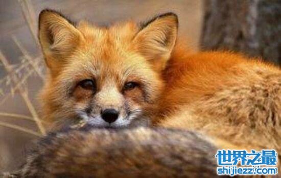 【世界上最大的狐狸，美丽却又凶狠的小动物。 】图1