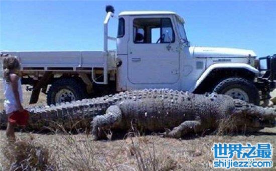 【世界上最大的鳄鱼，体长竟然可以达到5米！ 】图1
