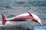 最美的海豚，粉红鼻海豚海洋中的小公举