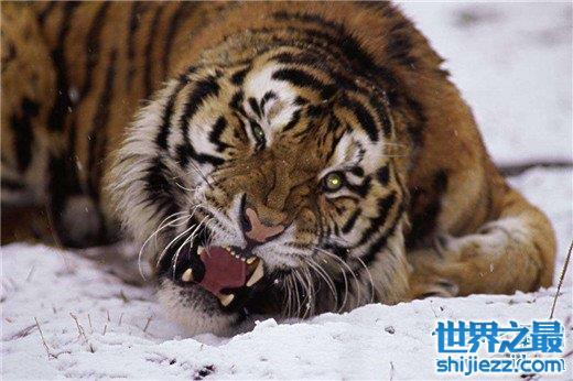 【世界上最大的老虎，西伯利亚虎体长2.8米（重达350kg） 】图1