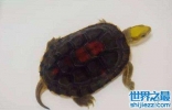 金头闭壳龟的鉴别方法，你知道多少呢？