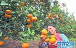 世界上最大的桔子