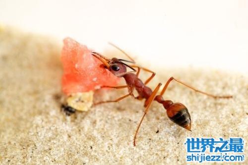 【世界上最大的蚂蚁，公牛蚁的身长达到了3.7cm！ 】图4