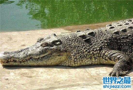 【世界上最大的鳄鱼，体长竟然可以达到5米！ 】图2