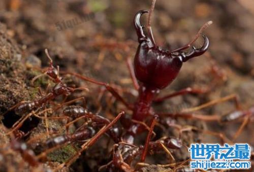 【世界上最大的蚂蚁，公牛蚁的身长达到了3.7cm！ 】图2