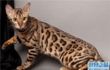 世界十大畅销猫品种，斯芬克斯排名第一