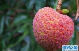 世界上最贵的水果  起价每颗1.2万