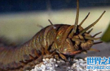 地球上最厉害的生物是什么？网友：这条虫子稳坐第一！