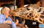 世界上最有趣的旅馆，长颈鹿经常抢吃的，游客能吃饱吗