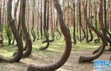世界上最神秘的树林，树木会移动位置，被称为“跳舞森林” ...