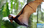世界上最大的蝙蝠展翼近2米，夜间出来捕鱼，就像无声的飞机 ...