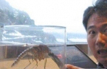 中国捕获世界最大的蚊子，体长达到可怕的0.4米，比你的巴掌都大 ...