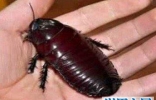 最奇葩的爱宠，巨型蟑螂深受人们欢迎
