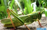世界上最大的蝗虫，重达23磅，体长48英寸