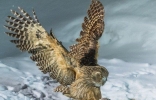 世界上最大的猫头鹰，双翅展开时体长接近两米