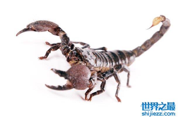 史前最大蝎子布龙度蝎子