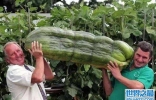 世界上最大的葫芦，重达136斤，长3米