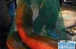 世界上最大的黄鳝，这条36斤的黄鳝可谓是千年黄鳝精