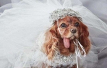 世界上最奇葩的婚礼，英国女子向狗求婚并举行盛大婚礼