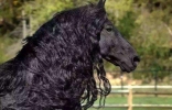 世界上最帅的马，腓特烈二世一头飘逸秀发