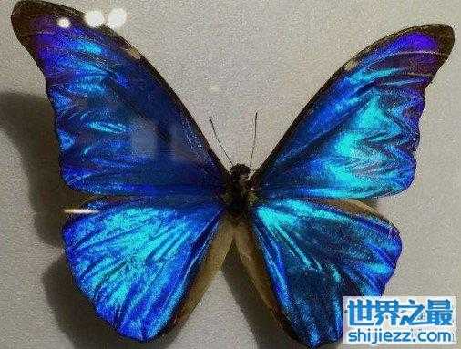 世界上最美丽的蝴蝶，全中国仅有3只 