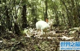 神农架罕见动物白化小麂 白化动物为何频繁出现在神农架