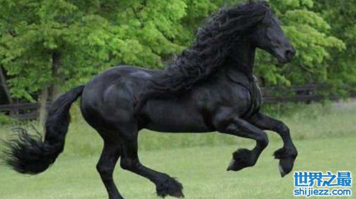 配种一次3万元，“长发飘飘”被评为世界最帅马