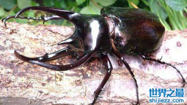世界最稀有最帅甲虫——海神大兜虫交配