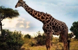世界最高长颈鹿，身高达到了6米