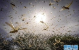 联合国发蝗灾警告 蝗虫群继续向非洲多地蔓延