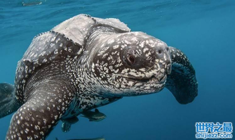世界上体型最大的海龟 长达3米重800-900公斤 