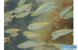 新方法利用DNA告诉你水里共有多少鱼