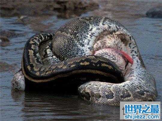 世界上最大的蛇纳布恐怖巨蛇长达30米