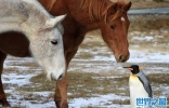 英国福克兰群岛温馨一幕：走散的企鹅遇见一群马