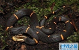 喜玛拉雅白头蛇堪称毒性最强，多处地方发现它的踪迹