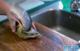 英国一条无头弓鳍鱼疯狂扭动身体不肯“下锅”