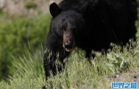 美国加州优胜美地国家公园附近67岁男子击退黑熊攻击