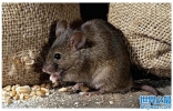 间谍专家李斯：从粮仓里的老鼠，悟出使用秘密战争的“仓中鼠” ...