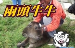 秘鲁卡哈马卡省偏远村庄出现一头极罕见的双头牛