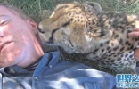 赴南非志愿者与两只猎豹朝夕相处获得信任
