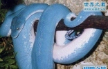 世界上最罕见最珍稀的蛇，蓝血蛇(售价高达300万)