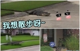 美国鳄鱼随街荡 马路爬行用头敲住宅门
