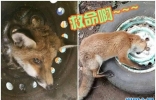 英国可怜小狐狸被恶狗追 头部惨卡轮胎