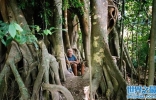 “真人版泰山”——澳大利亚84岁老翁福缅科在雨林生活逾60年 ...