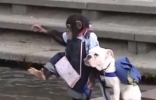 聪明小猴子和斗牛犬共同过河的有趣场景
