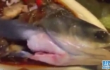 广州市越秀区餐馆“僵尸鱼zombie fish”吓坏人