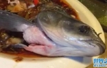 广州餐馆一条煮熟的鱼仍在动？
