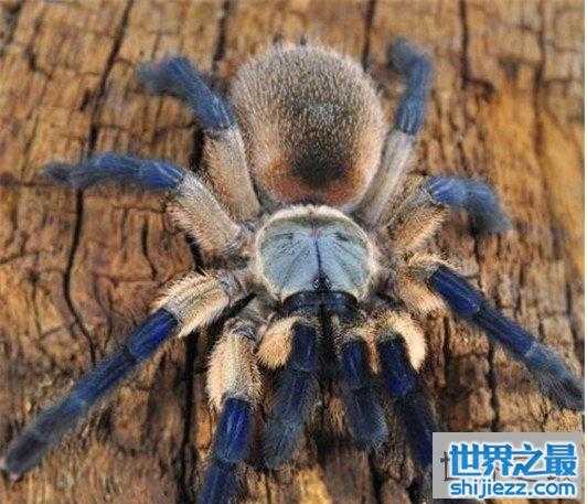 【世界上体型最大的蜘蛛，堪比一只小狗专门捕食鸟类 】图3